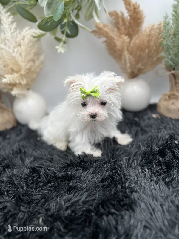 Little micro teacup Minnie – Maltese puppy for sale in Hillsboro, TN