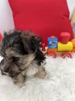 Little Aspen the Morkie, a male Morkie for sale in Manchester, TN – 5 of 7