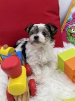 Tiny Rose the Morkie, a female Morkie for sale in Manchester, TN – 5 of 6
