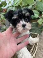 AKC Norah the parti Yorkie, a female Yorkshire Terrier for sale in Manchester, TN – 3 of 8