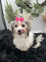 Little Ivy the Morkie, a female Morkie for sale in Hillsboro, TN – 3 of 10