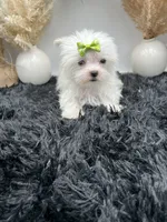 Little micro teacup Minnie, a female Maltese for sale in Hillsboro, TN – 7 of 8