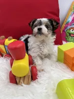 Tiny Rose the Morkie, a female Morkie for sale in Manchester, TN – 2 of 6
