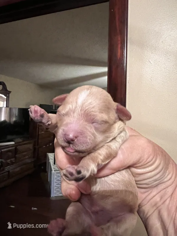 Ying the tiny Maltipoo  – Maltipoo puppy for sale in Hillsboro, TN
