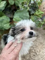 Little Ivy the Morkie, a female Morkie for sale in Manchester, TN – 3 of 10