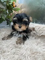 AKC Sugar the European Yorkie, a female Yorkshire Terrier for sale in Manchester, TN – 4 of 7