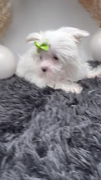 Little micro teacup Minnie, a female Maltese for sale in Hillsboro, TN – 3 of 8