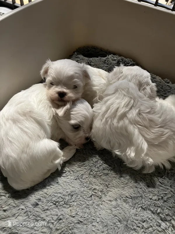 Everett the Korean Maltese – Maltese puppy for sale in Manchester, TN
