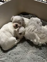 Everett the Korean Maltese, a male Maltese for sale in Manchester, TN – 1 of 2