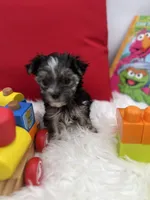 Holly the little Morkie, a female Morkie for sale in Manchester, TN – 1 of 6