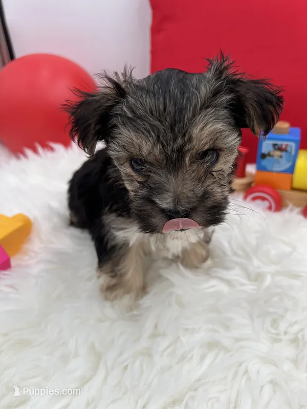 Little Aspen the Morkie – Morkie puppy for sale in Manchester, TN
