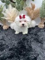 Little Max the Korean Maltese, a male Maltese for sale in Hillsboro, TN – 4 of 6