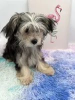 Holly the little Morkie, a female Morkie for sale in Hillsboro, TN – 3 of 10