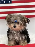 Mick, a male Morkie for sale in Manchester, TN – 2 of 10