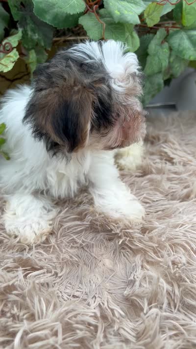 Little Daffey the Morkie, a female Morkie for sale in Manchester, TN – 8 of 10
