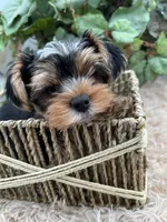 AKC Sham the Yorkie, a male Yorkshire Terrier for sale in Manchester, TN – 5 of 7