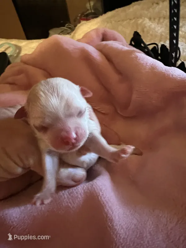 Mira the female Korean Maltese  – Maltese puppy for sale in Hillsboro, TN