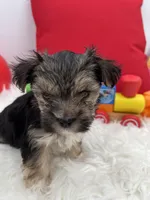 Little Aspen the Morkie, a male Morkie for sale in Manchester, TN – 3 of 7