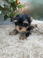 AKC Sugar the European Yorkie, a female Yorkshire Terrier for sale in Manchester, TN – 6 of 7
