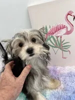 Holly the little Morkie, a female Morkie for sale in Hillsboro, TN – 4 of 10