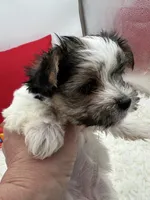 Little Daffey the Morkie, a female Morkie for sale in Manchester, TN – 5 of 8