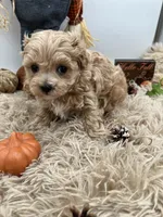 Yang the tiny Maltipoo, a female Maltipoo for sale in Hillsboro, TN – 3 of 10