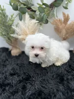 Little Max the Korean Maltese, a male Maltese for sale in Hillsboro, TN – 2 of 6
