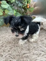 AKC Norah the parti Yorkie, a female Yorkshire Terrier for sale in Manchester, TN – 2 of 8