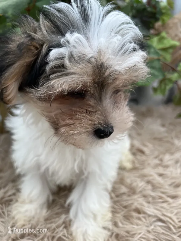 Little Daffey the Morkie – Morkie puppy for sale in Manchester, TN