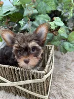AKC Shannon the Yorkie, a female Yorkshire Terrier for sale in Manchester, TN – 10 of 10