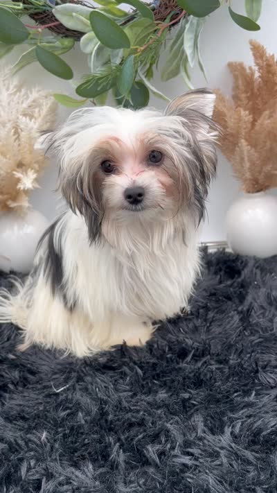 Iris the tiny Morkie, a female Morkie for sale in Hillsboro, TN – 6 of 10