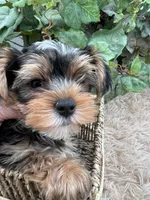 AKC Sham the Yorkie, a male Yorkshire Terrier for sale in Manchester, TN – 3 of 7