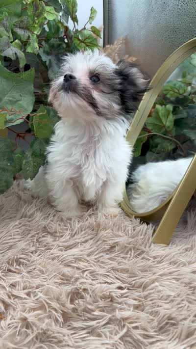 Little Ivy the Morkie, a female Morkie for sale in Manchester, TN – 10 of 10