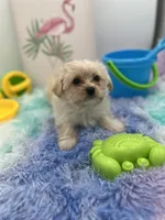 Lexi the tiny Golddust Yorkie, a female Yorkshire Terrier for sale in Manchester, TN – 2 of 8