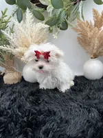 Tiny Milo the Korean teacup Maltese, a male Maltese for sale in Hillsboro, TN – 4 of 6