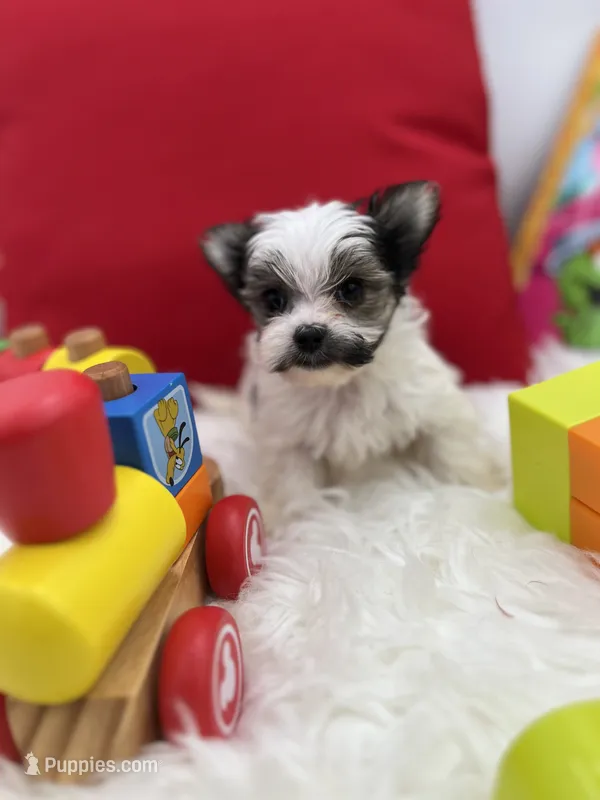 Little Ivy the Morkie – Morkie puppy for sale in Manchester, TN