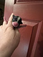 Mabel the female Biewer, a female Biewer for sale in Hillsboro, TN – 3 of 4