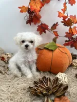 Tiny Milo the Korean teacup Maltese, a male Maltese for sale in Hillsboro, TN – 4 of 9