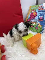 Little Ivy the Morkie, a female Morkie for sale in Manchester, TN – 4 of 6