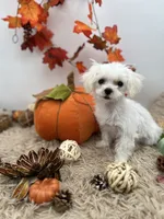 Tiny Milo the Korean teacup Maltese, a male Maltese for sale in Hillsboro, TN – 2 of 9