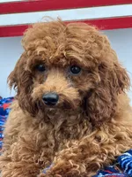 Chen, a male Poodle - Toy  for sale in Manchester, TN – 2 of 8