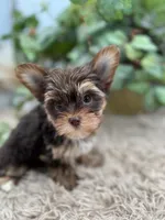 AKC Shannon the Yorkie, a female Yorkshire Terrier for sale in Manchester, TN – 2 of 10