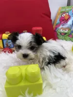 Iris the tiny Morkie, a female Morkie for sale in Manchester, TN – 6 of 7