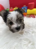 Little Daffey the Morkie, a female Morkie for sale in Manchester, TN – 3 of 8