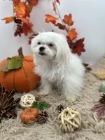AKC Everett the Korean Maltese, a male Maltese for sale in Hillsboro, TN – 2 of 10