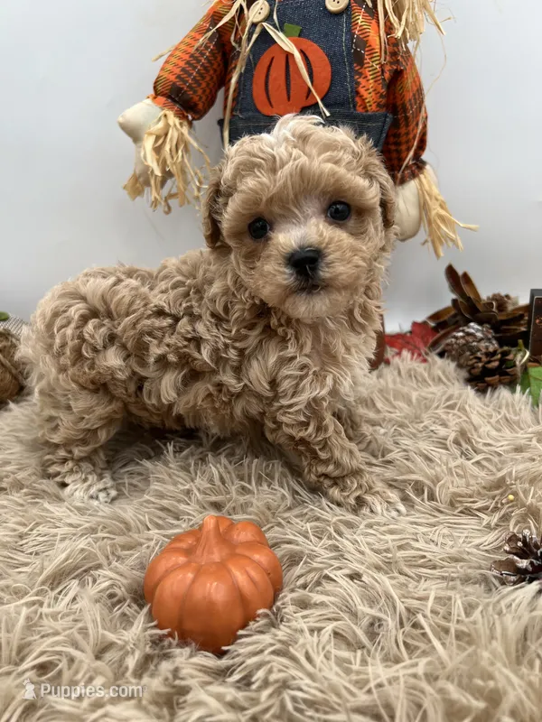 Ying the tiny Maltipoo  – Maltipoo puppy for sale in Hillsboro, TN