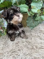 AKC Claire the Yorkie, a female Yorkshire Terrier for sale in Manchester, TN – 6 of 7