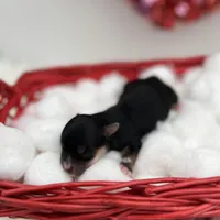 Mick, a male Yorkshire Terrier for sale in Manchester, TN – Photo 7 of 9