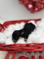 Mick, a male Yorkshire Terrier for sale in Manchester, TN – Photo 4 of 5