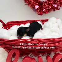 Mick, a male Yorkshire Terrier for sale in Manchester, TN – Photo 8 of 9